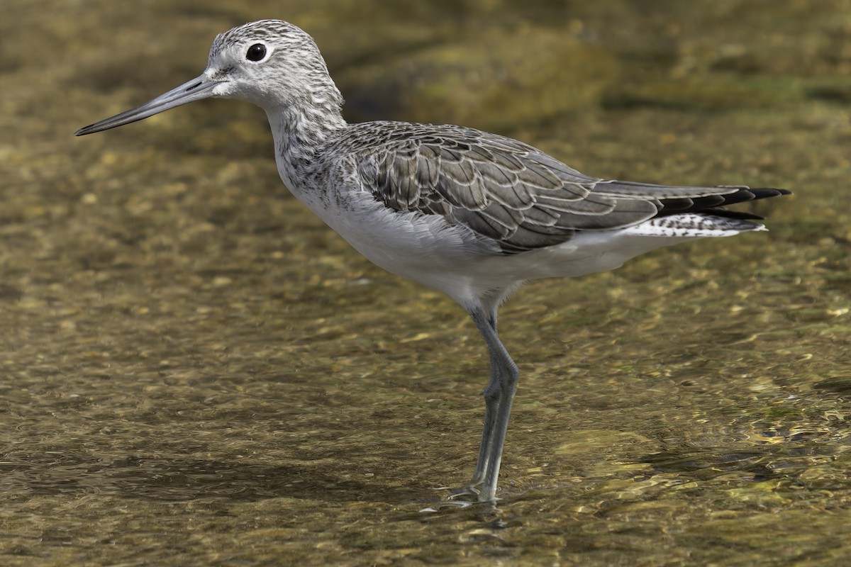 Common Greenshank - Grant Price