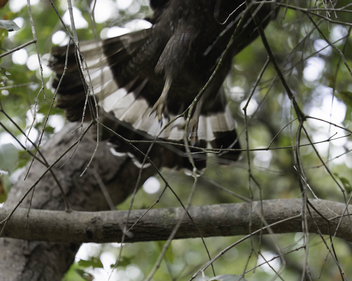 Crested Serpent-Eagle - ML618764376