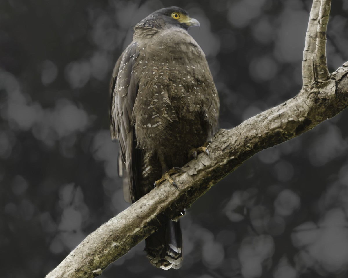 Crested Serpent-Eagle - Grant Price