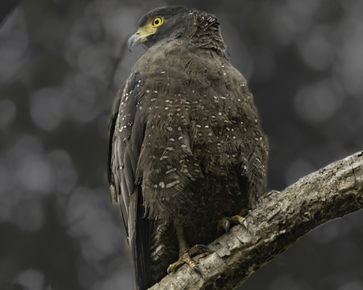 Crested Serpent-Eagle - Grant Price