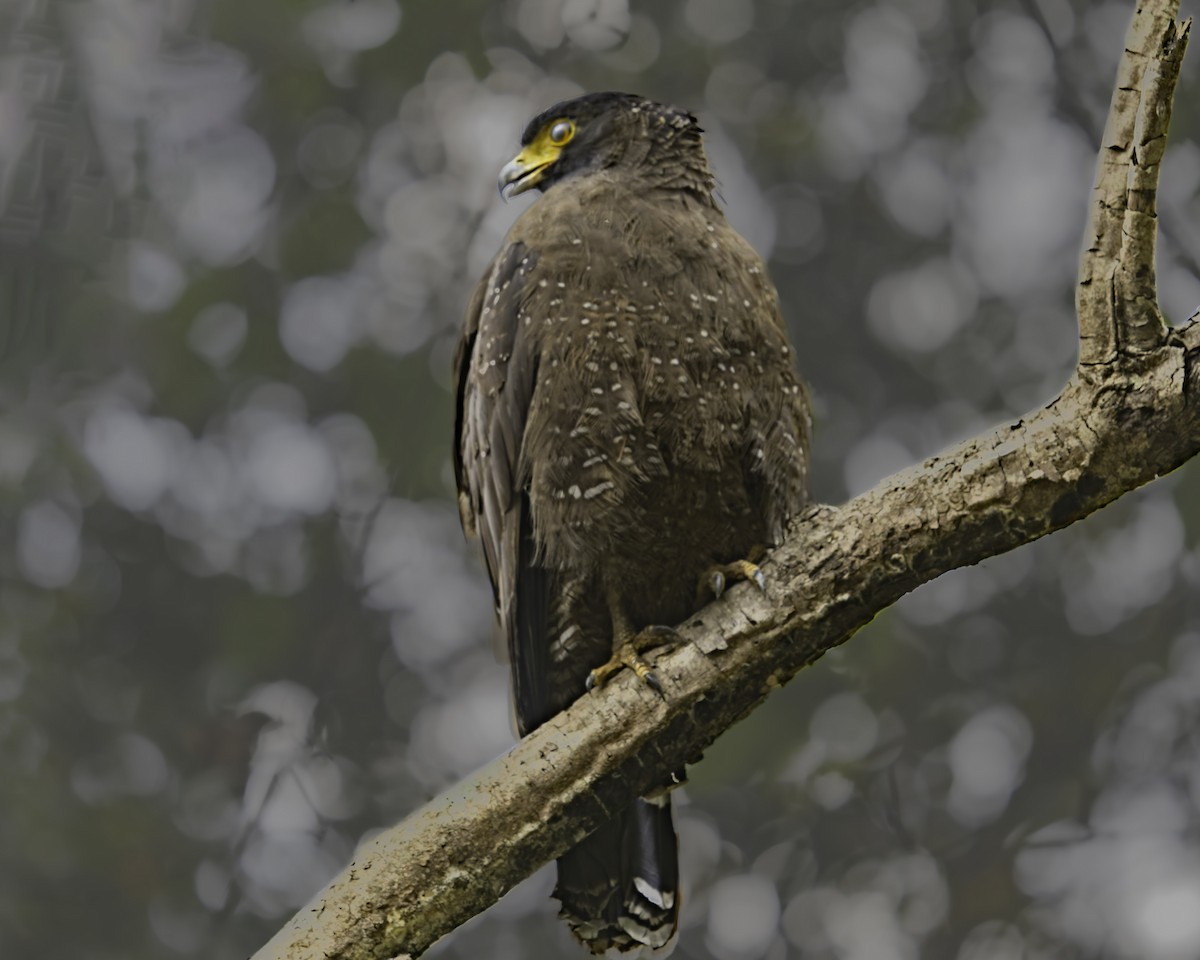 Crested Serpent-Eagle - Grant Price