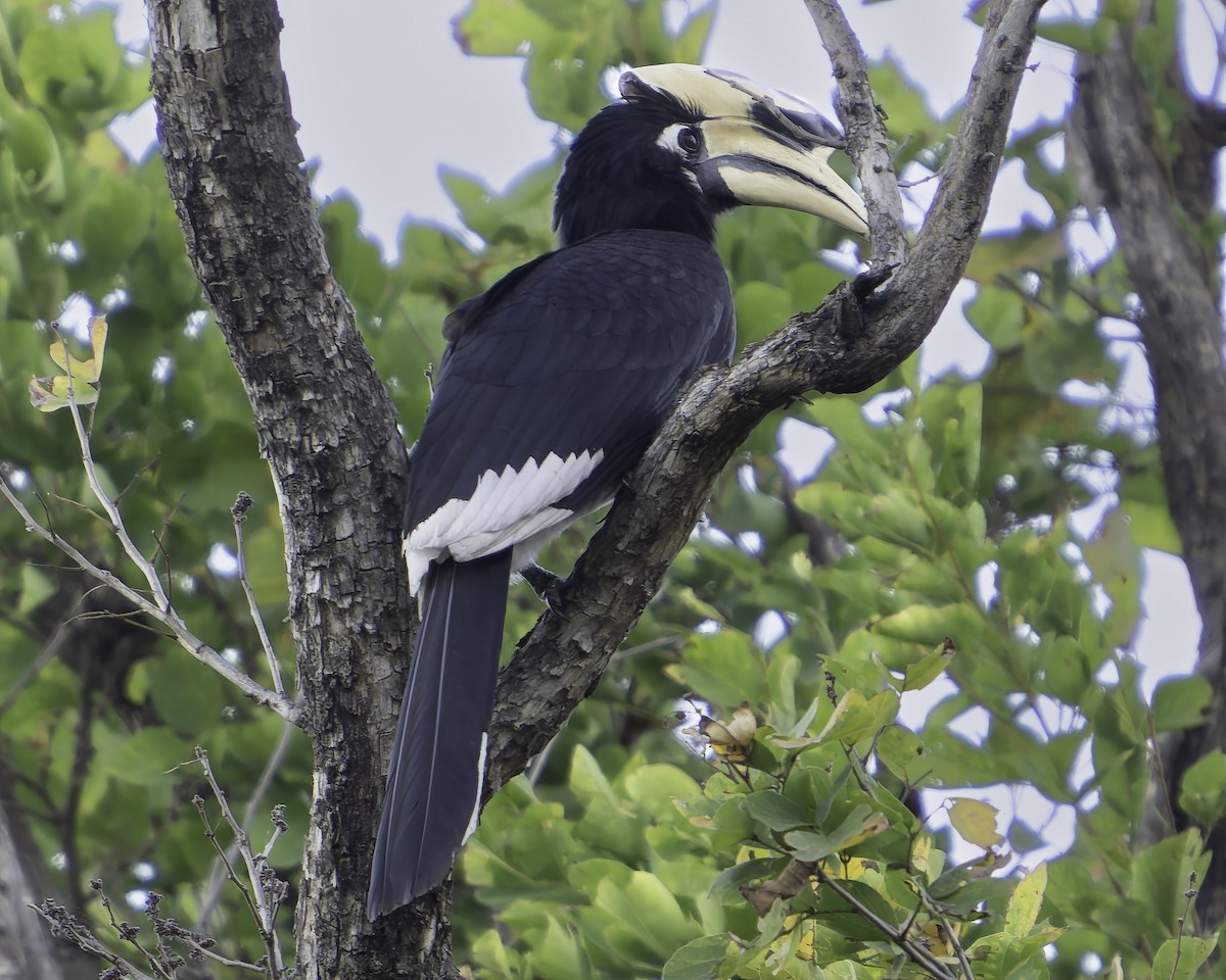 Oriental Pied-Hornbill - ML618764384