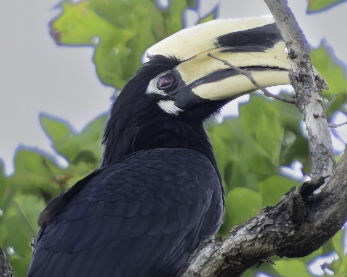 Oriental Pied-Hornbill - Grant Price