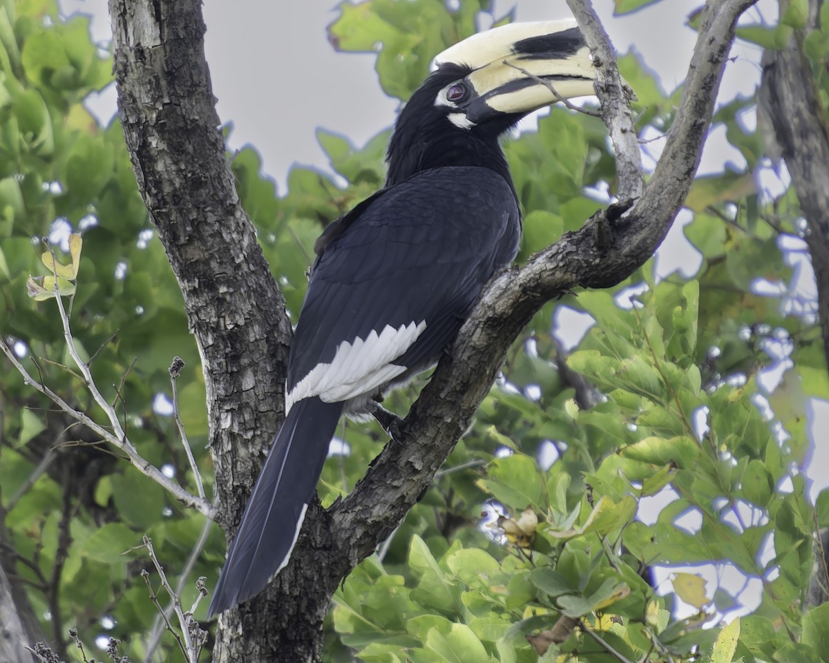 Oriental Pied-Hornbill - Grant Price