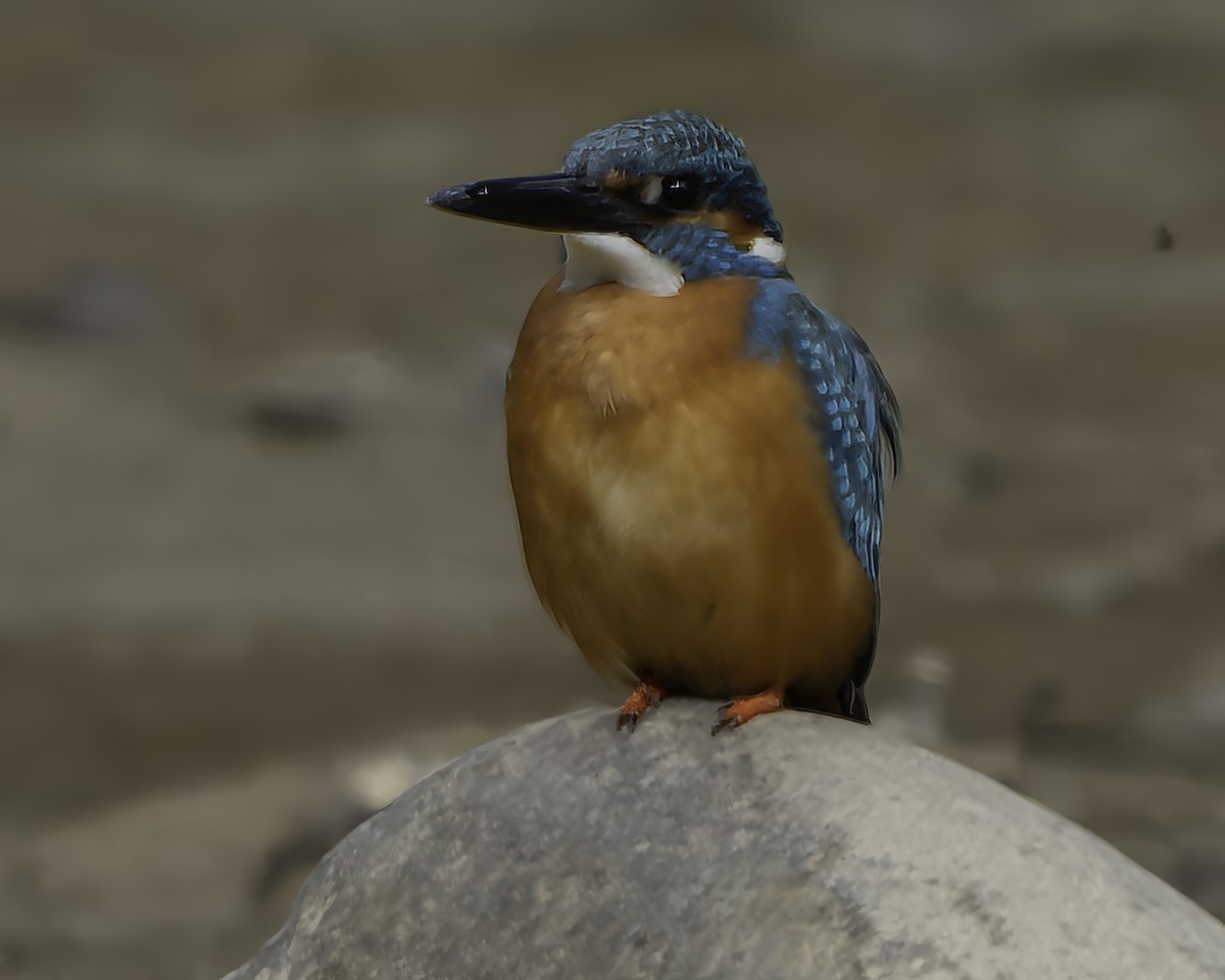 翠鳥 - ML618764392