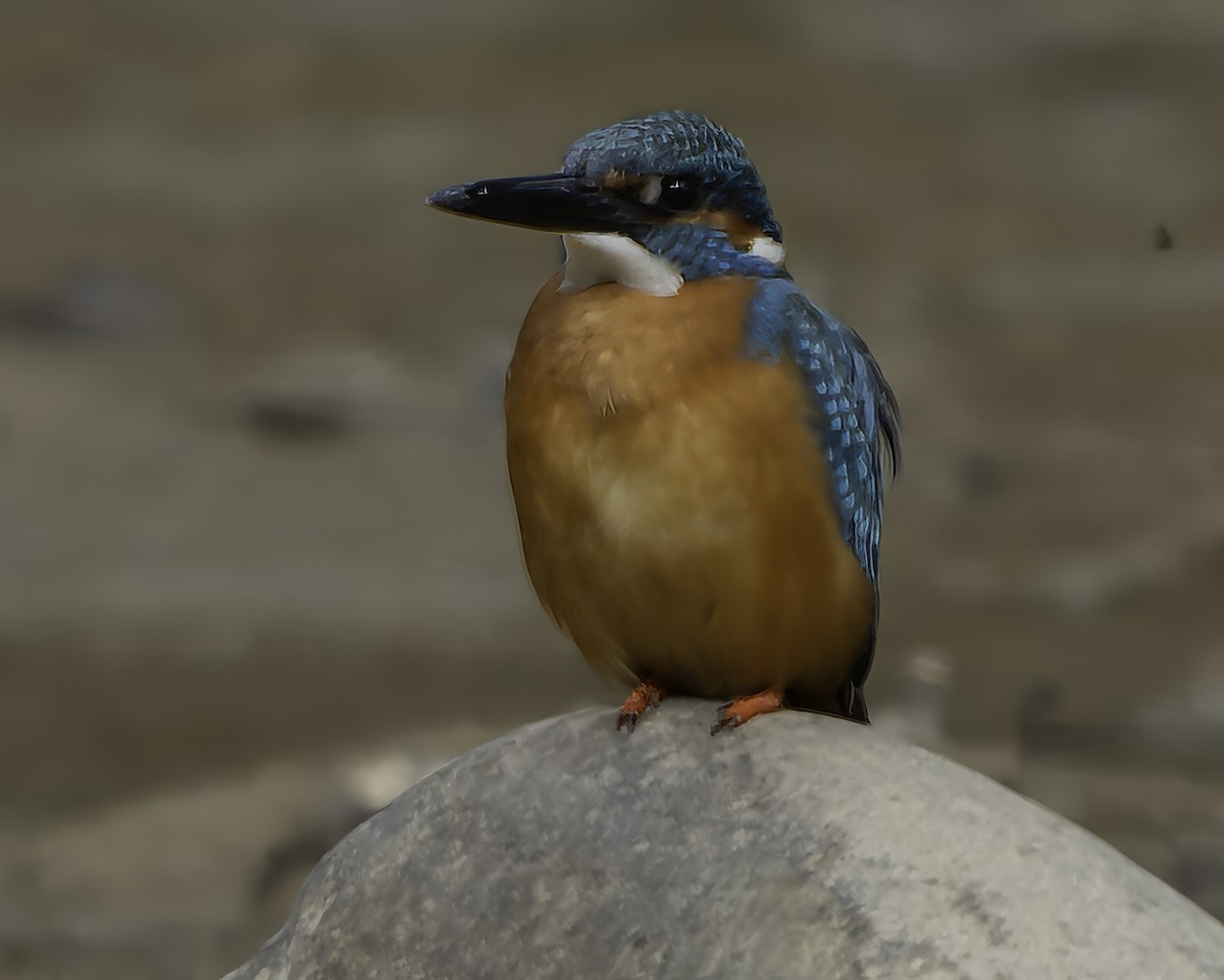 Common Kingfisher - Grant Price