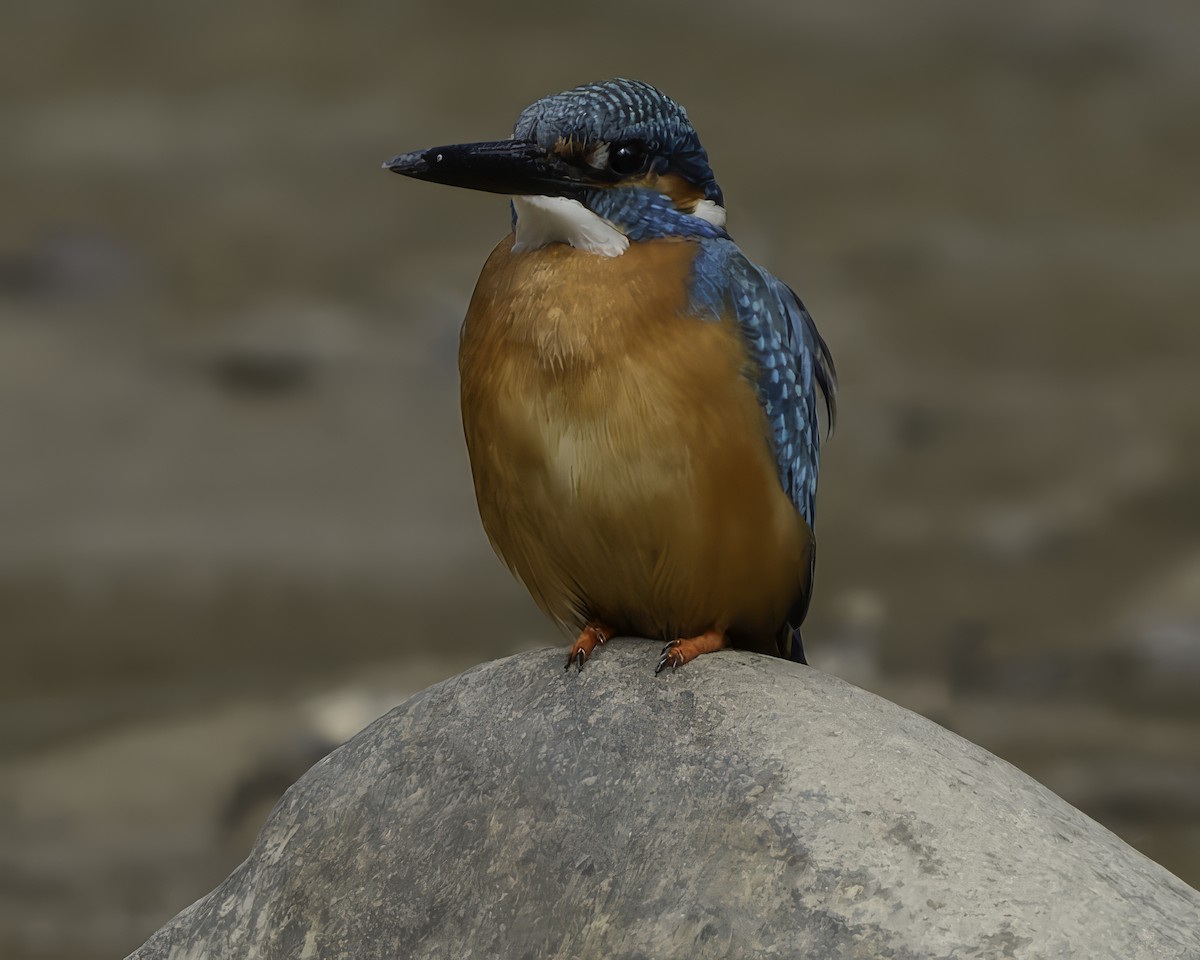 Common Kingfisher - Grant Price