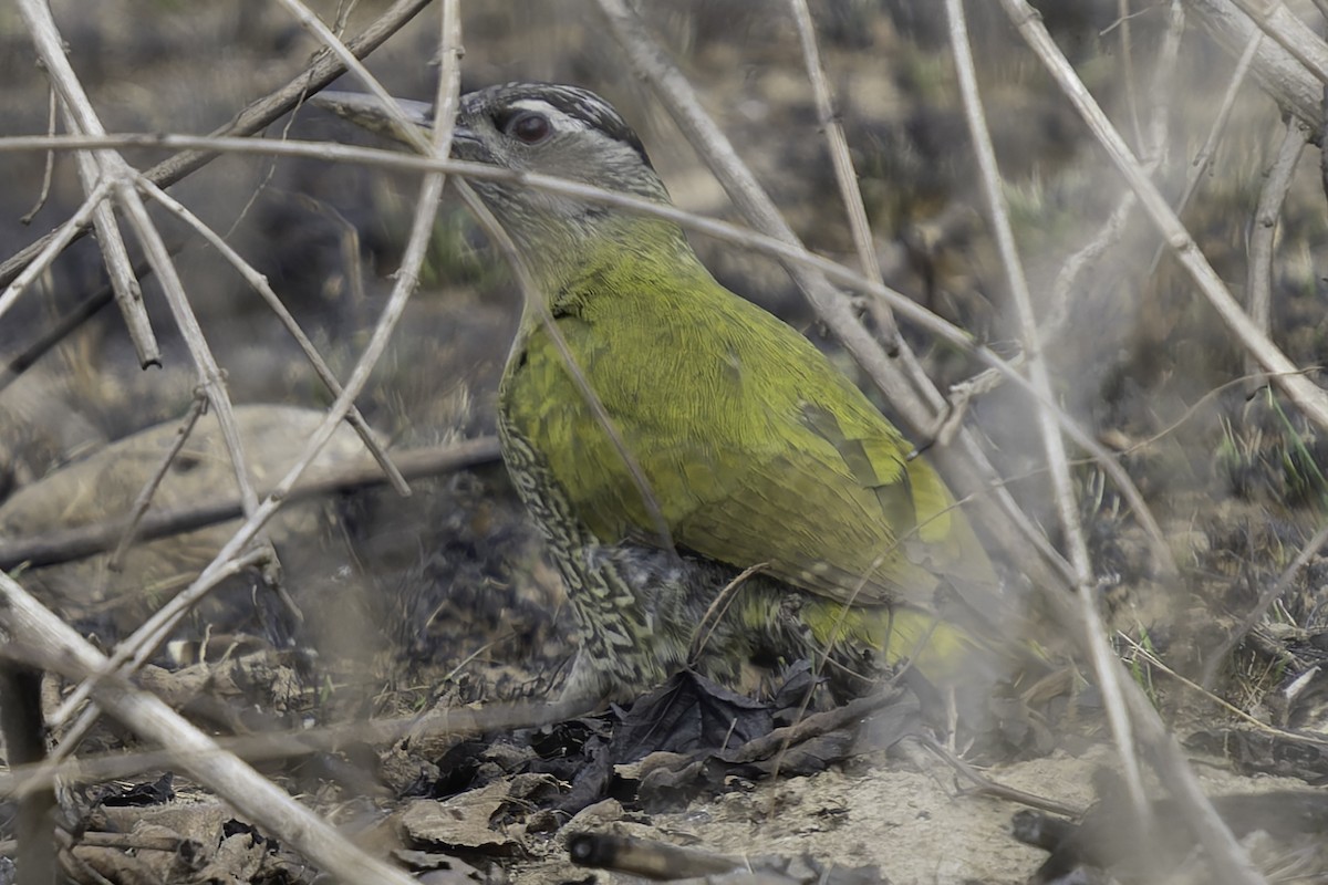 Streak-throated Woodpecker - Grant Price