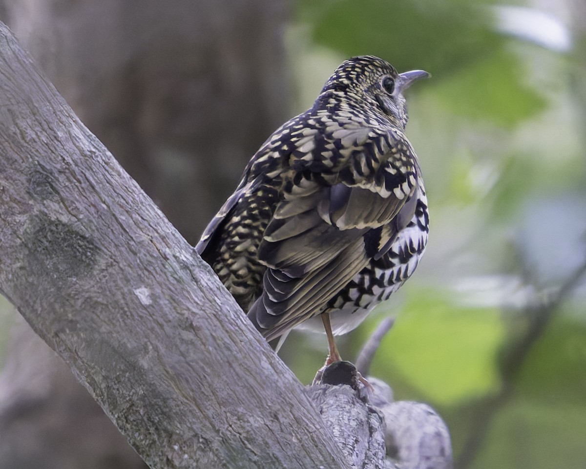 Scaly Thrush - ML618764403