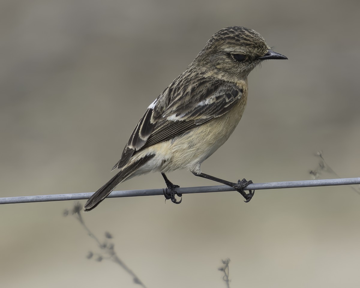 Siberian Stonechat - Grant Price