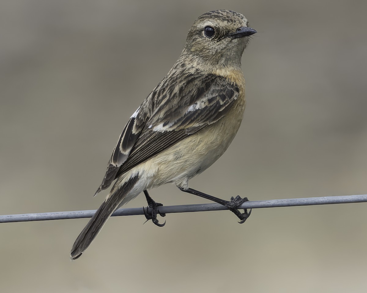 Siberian Stonechat - Grant Price