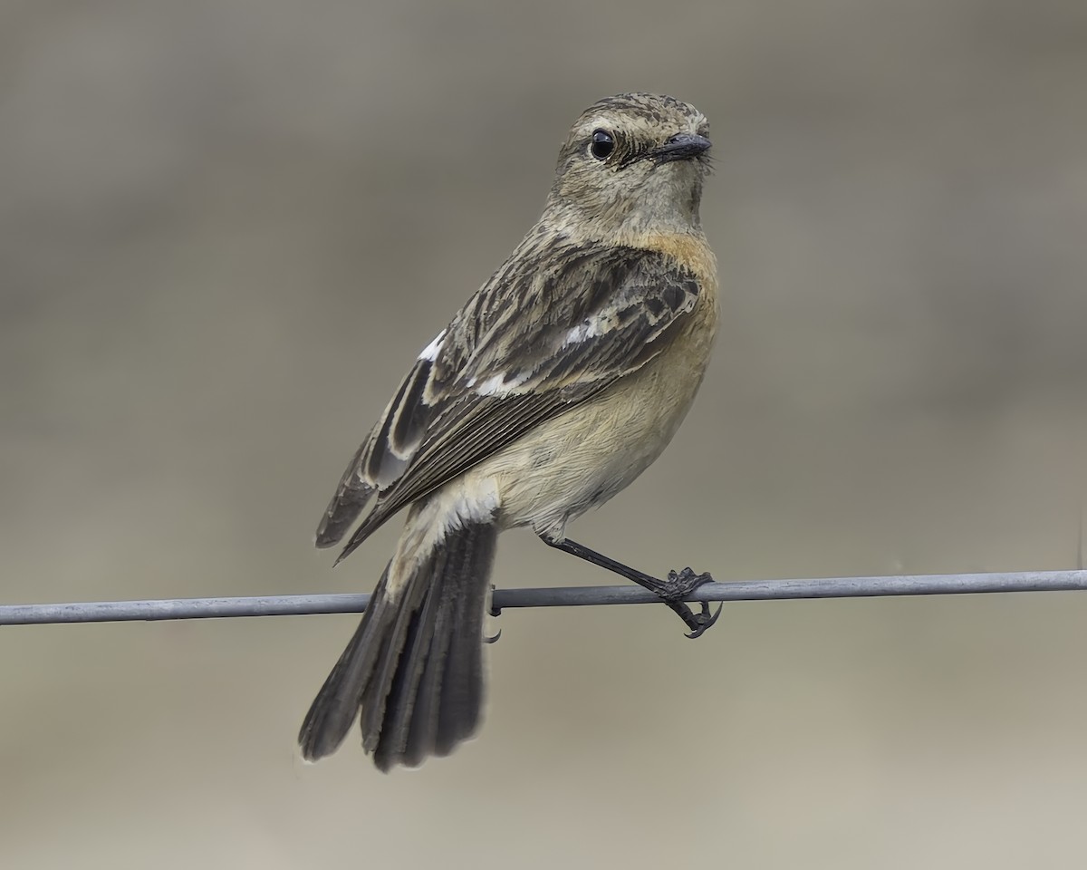 Siberian Stonechat - ML618764411