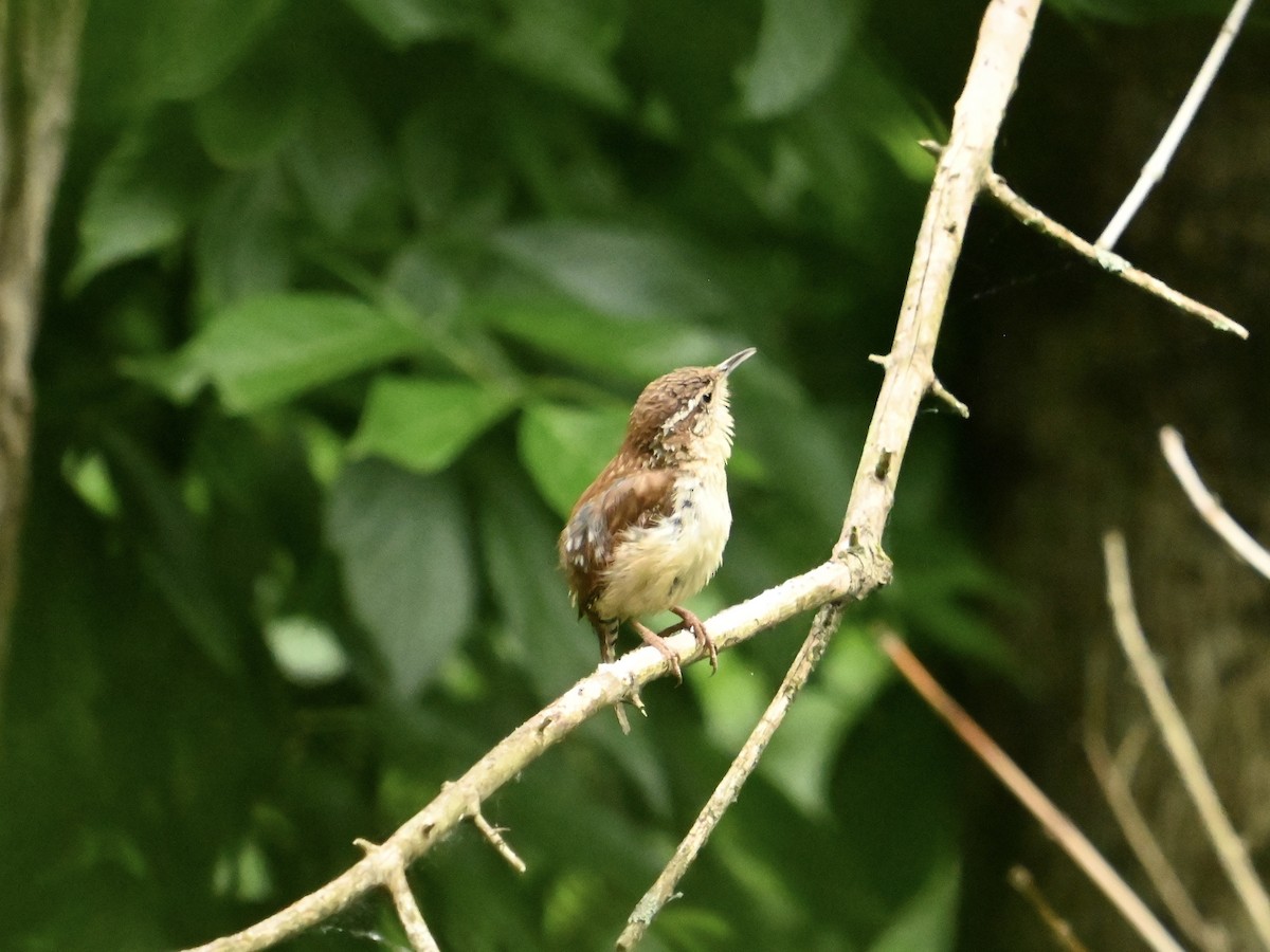 Carolina Wren - ML618764465