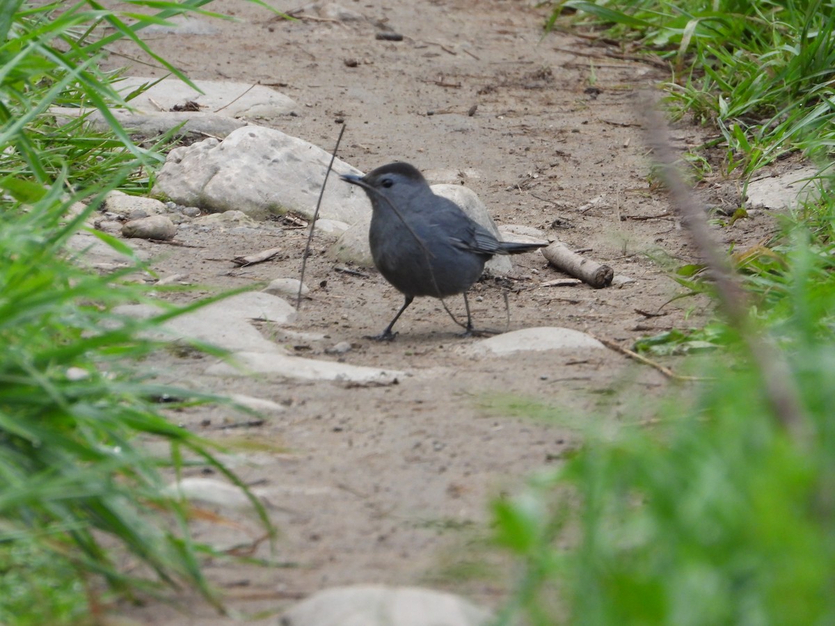 Gray Catbird - ML618764472