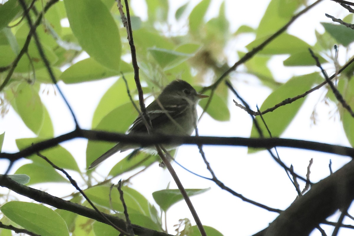 Empidonax sp. - E R