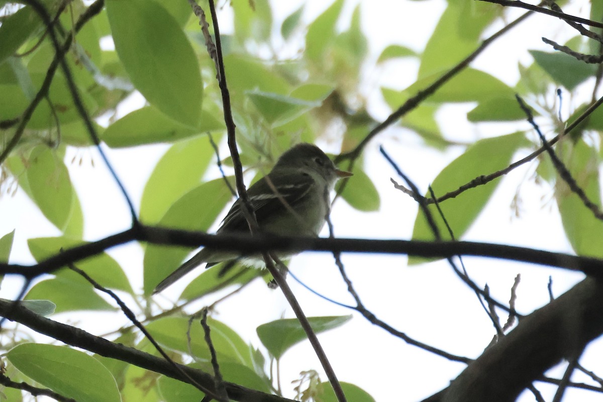 Empidonax sp. - E R