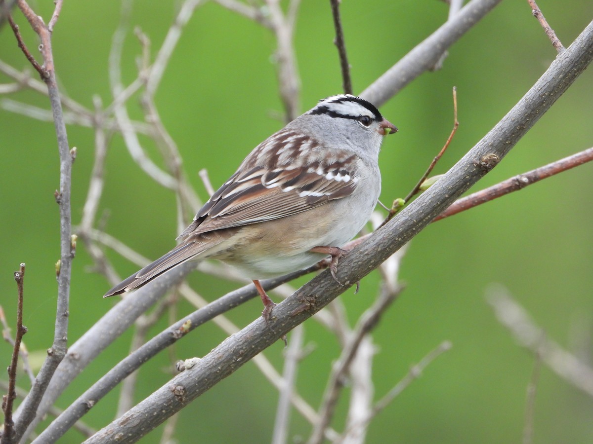 White-crowned Sparrow - ML618764490