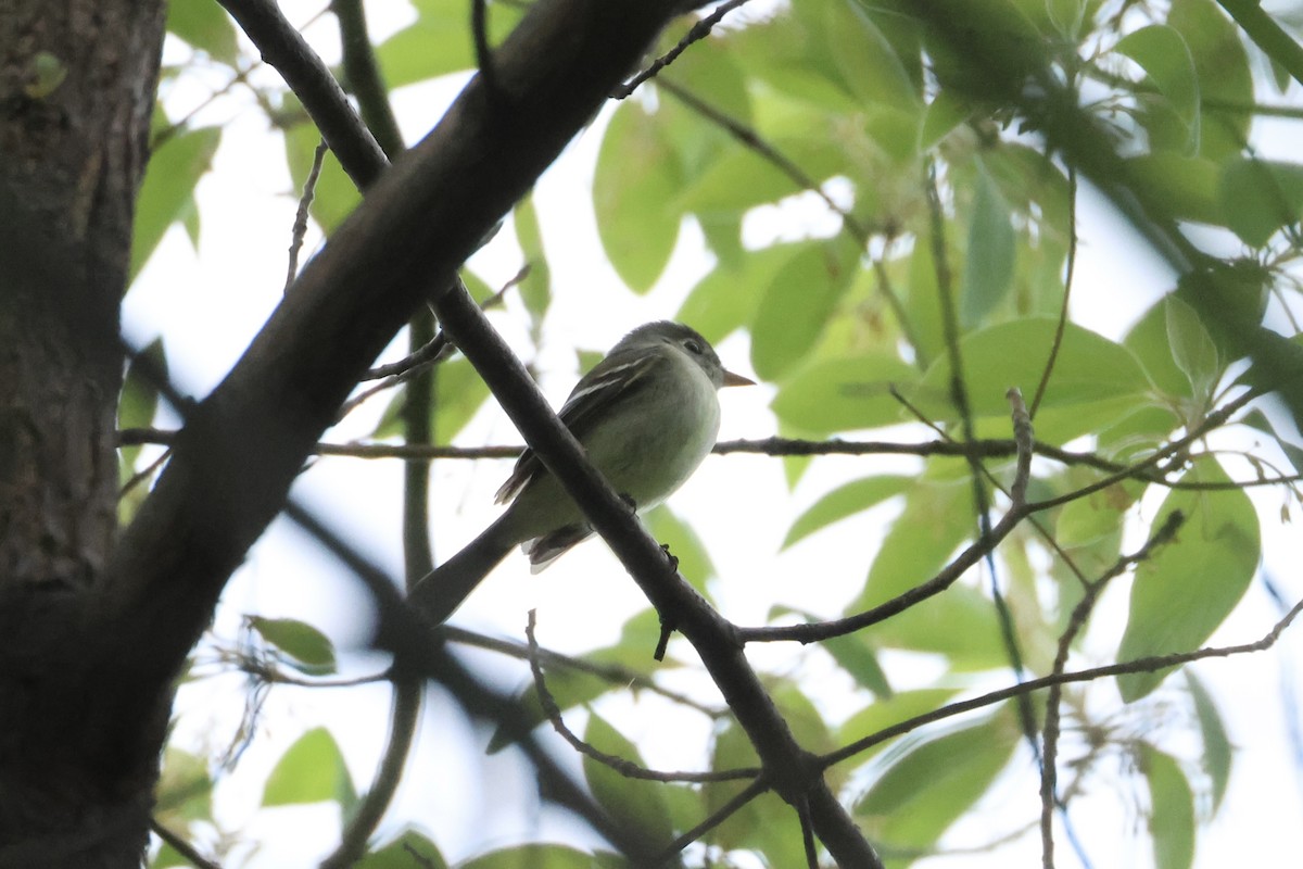 Empidonax sp. - ML618764491