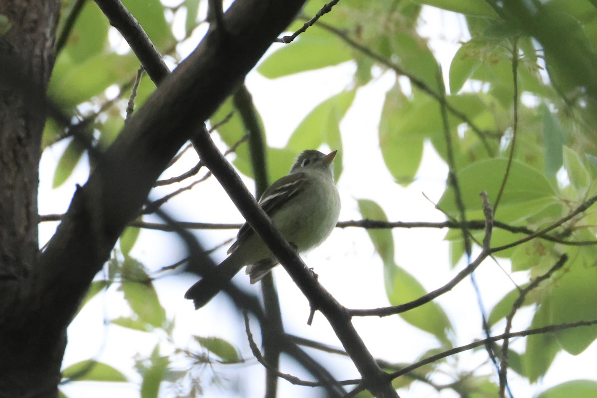 Empidonax sp. - ML618764492
