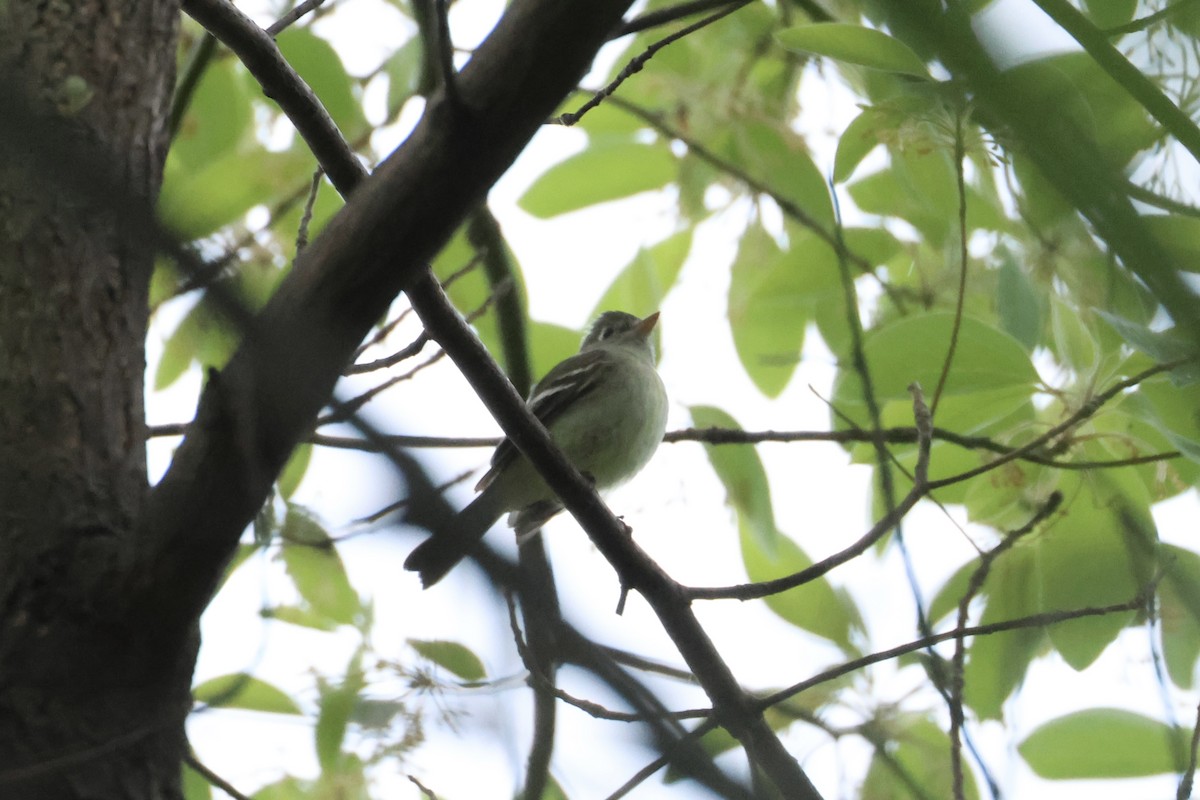 Empidonax sp. - E R