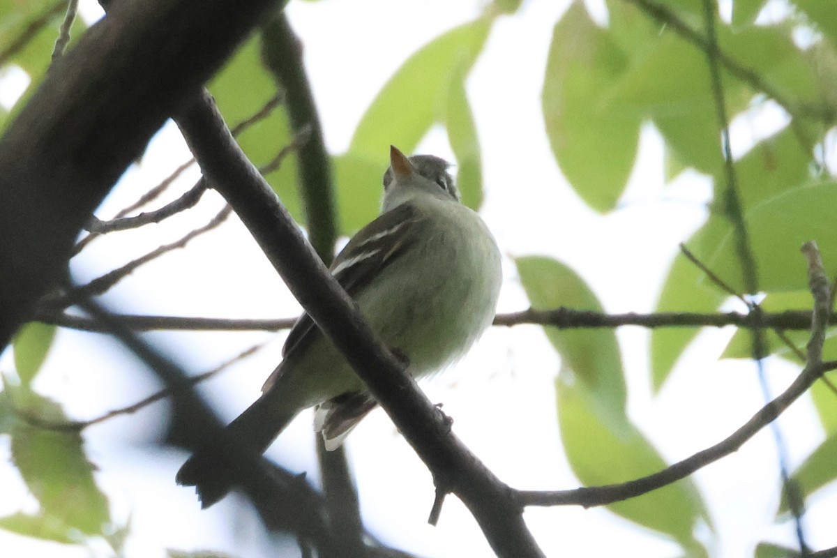 Empidonax sp. - ML618764498