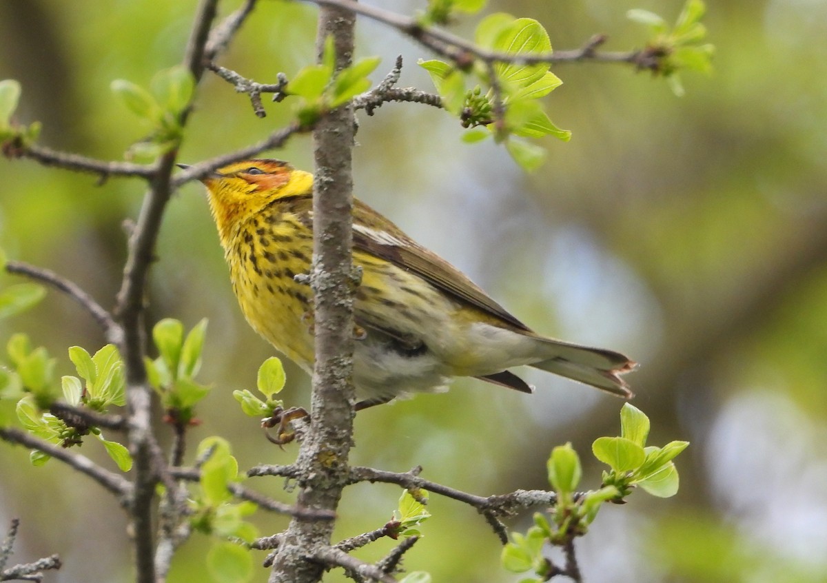 Cape May Warbler - ML618764499