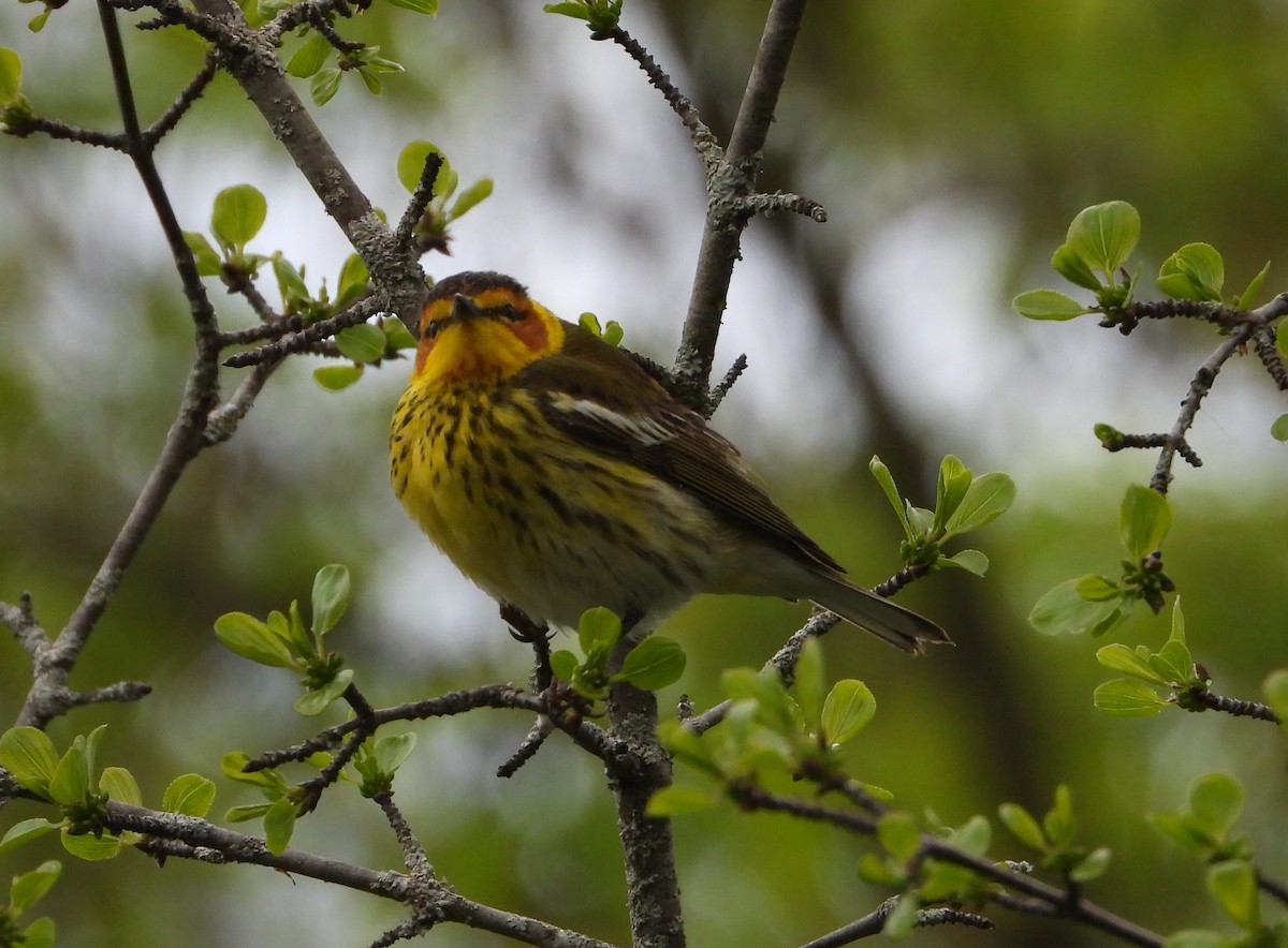 Cape May Warbler - ML618764500