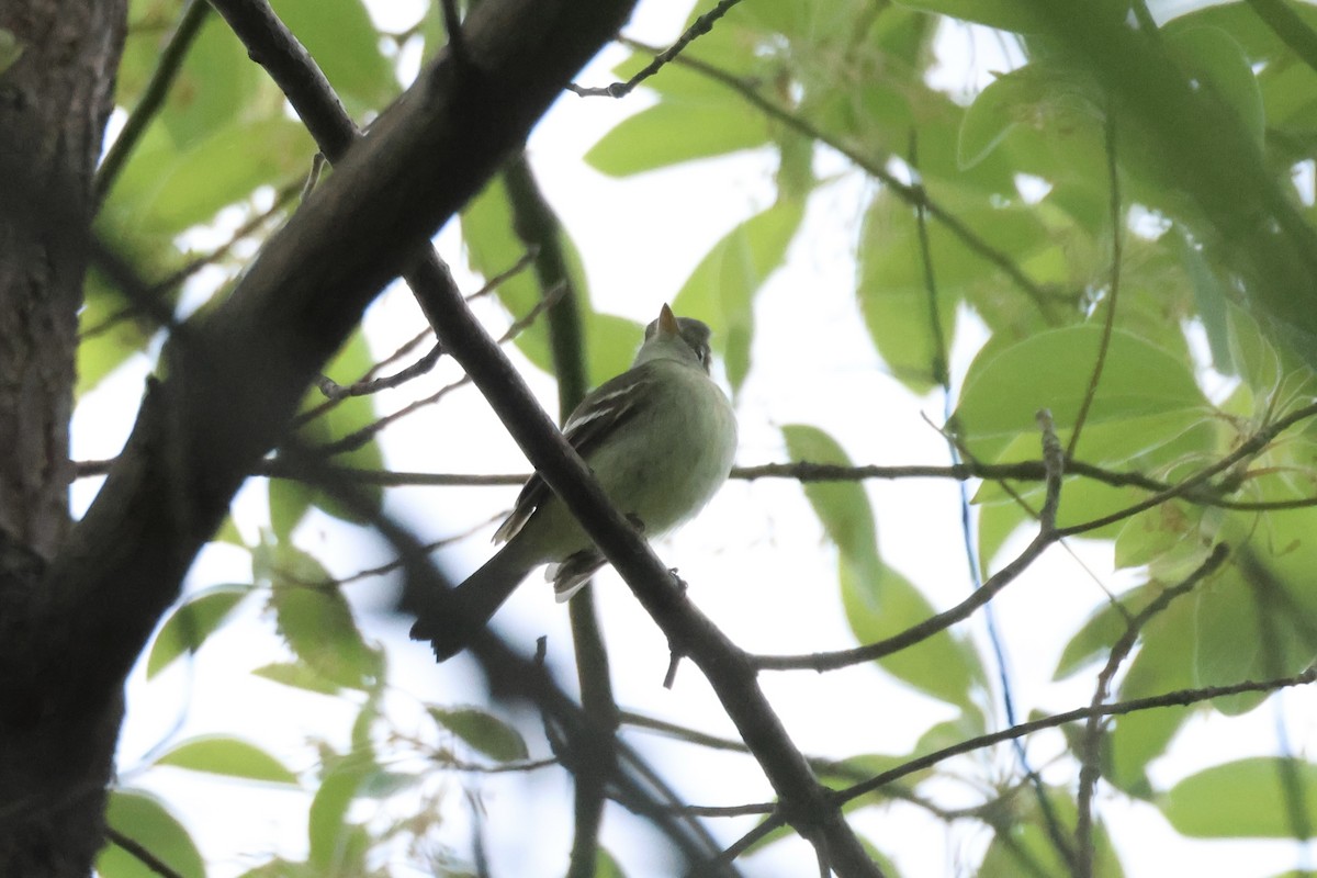 Empidonax sp. - E R