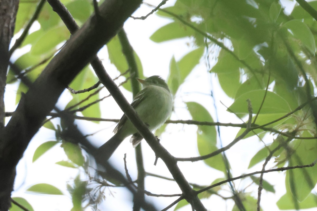 Empidonax sp. - ML618764506