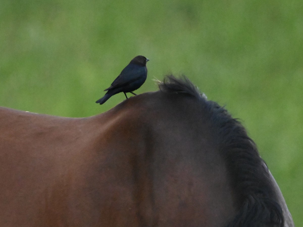 Brown-headed Cowbird - ML618764520