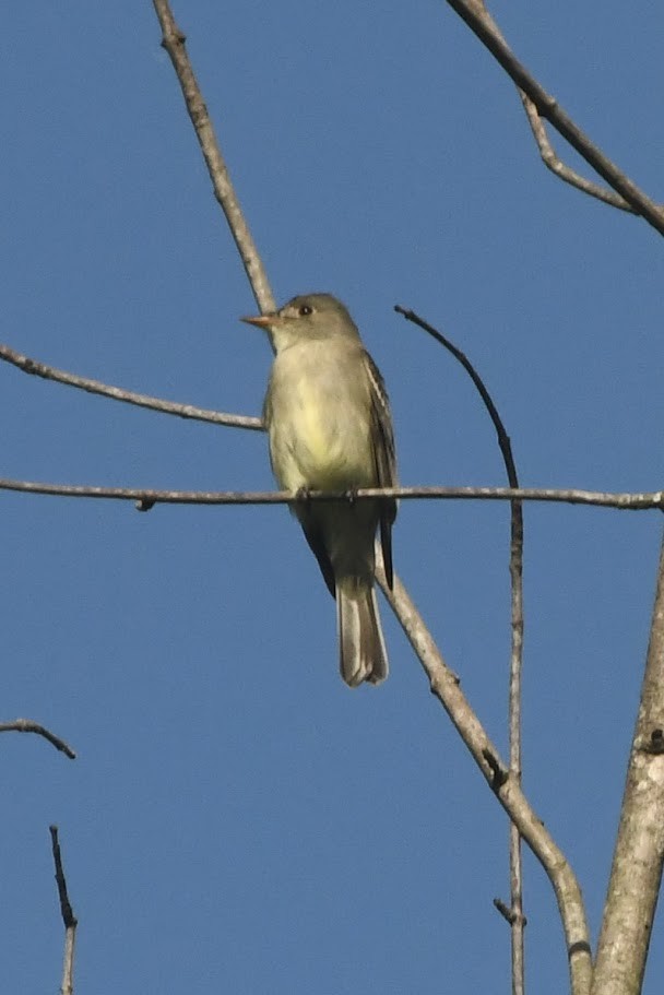 Eastern Wood-Pewee - ML618764522