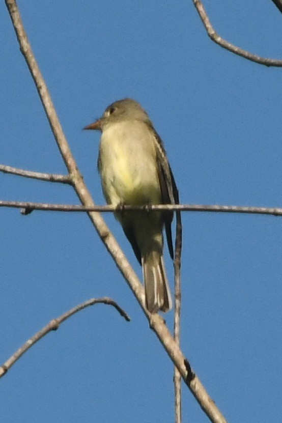 Eastern Wood-Pewee - ML618764523