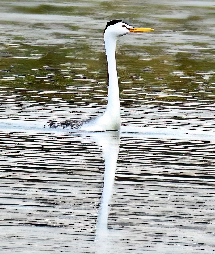 Grèbe à face blanche - ML618764528