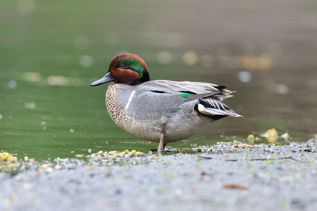 Green-winged Teal (American) - terence zahner