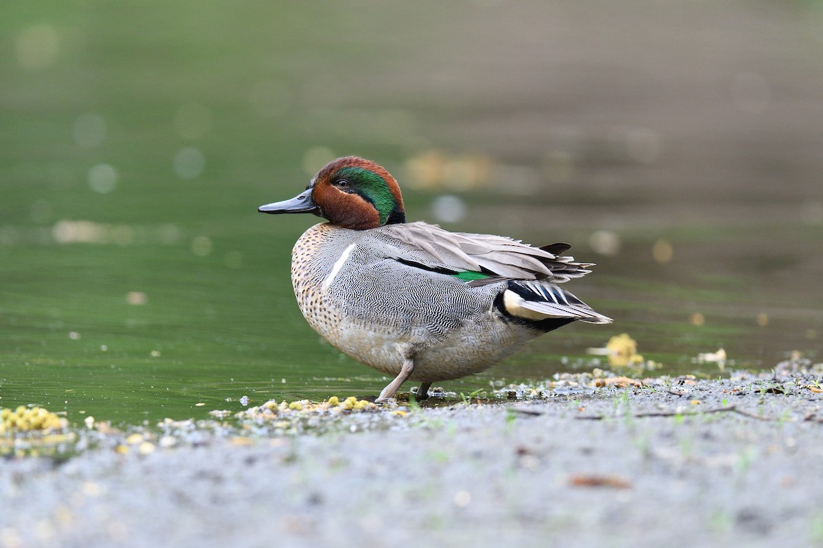 Green-winged Teal (American) - terence zahner