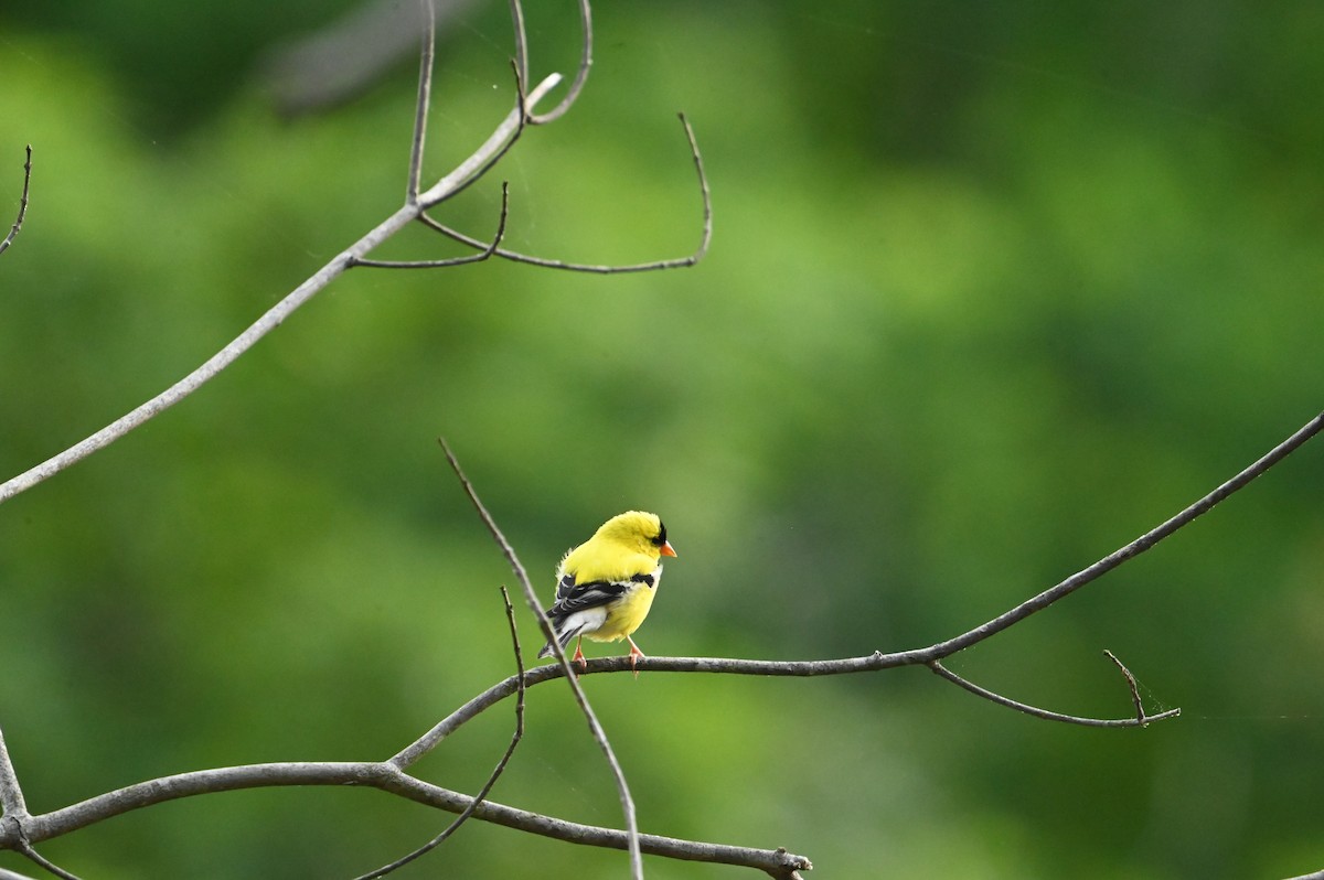 American Goldfinch - ML618764565