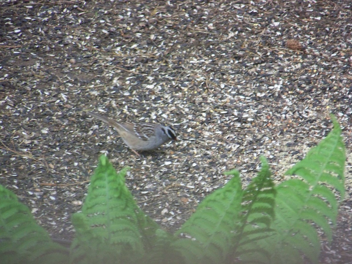 White-crowned Sparrow - ML618764584