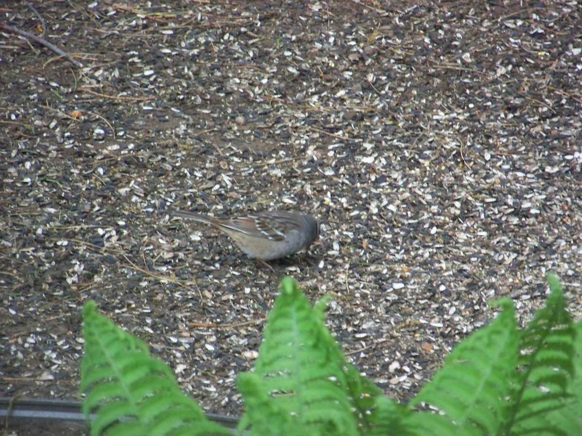 White-crowned Sparrow - ML618764587