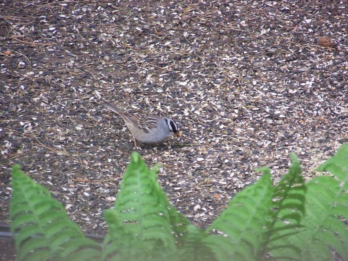 White-crowned Sparrow - ML618764589