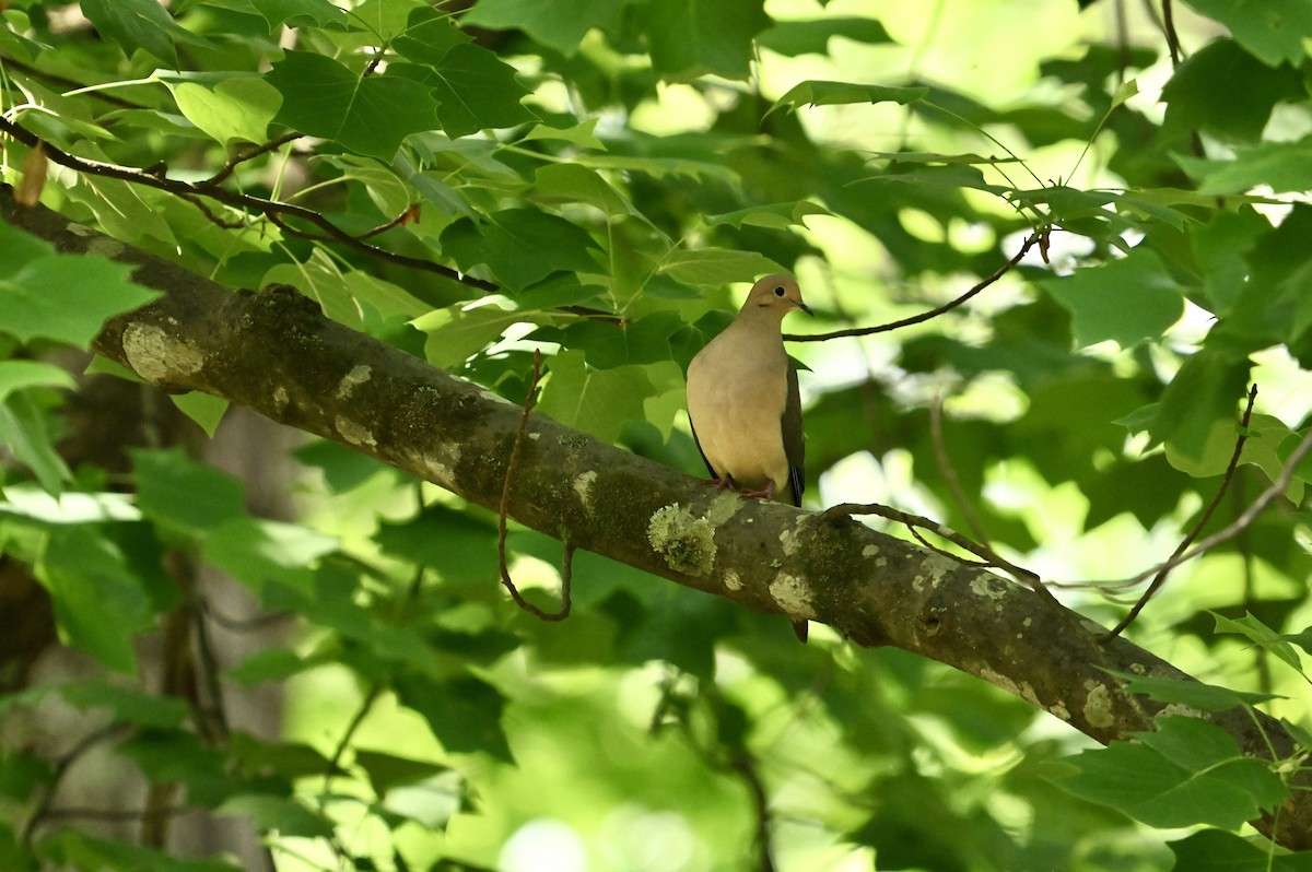 Mourning Dove - William Woody