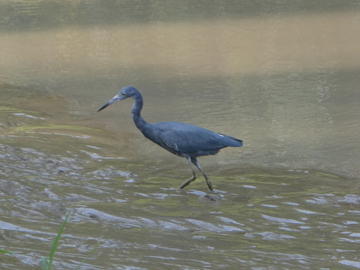 Little Blue Heron - ML618764624