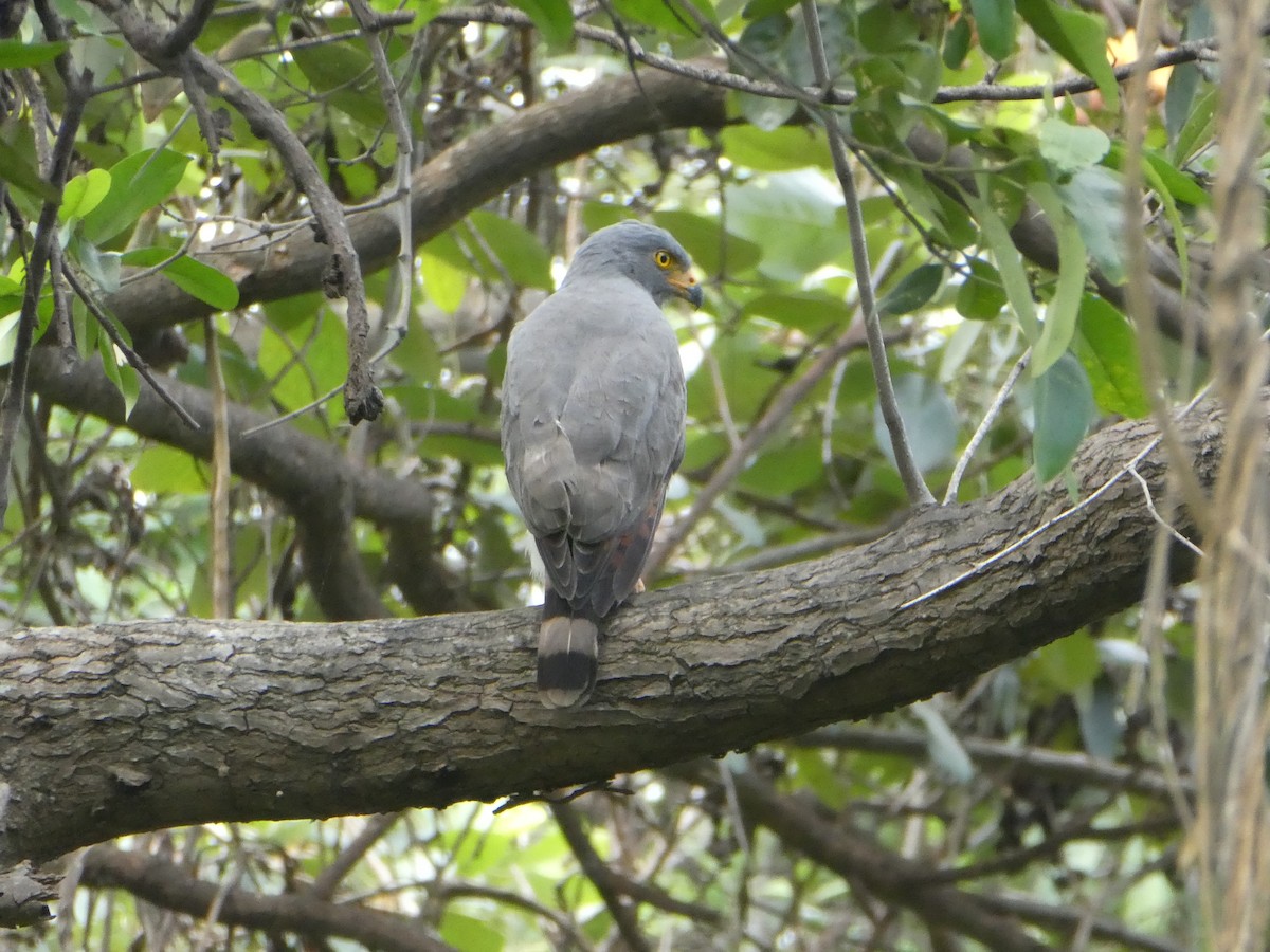 Bicolored Hawk - ML618764652