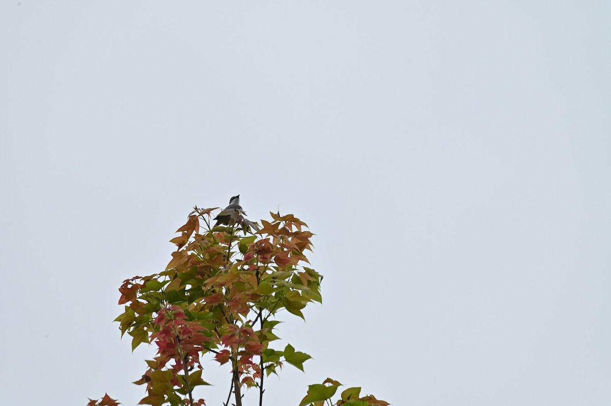 Minivet Ceniciento - ML618764687