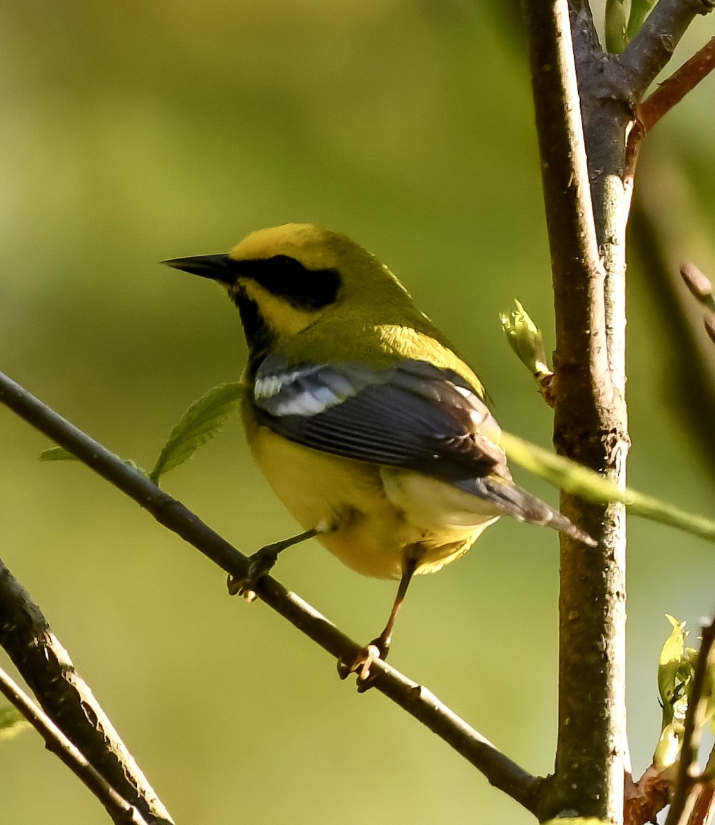 Lawrence's Warbler (hybrid) - ML618764695