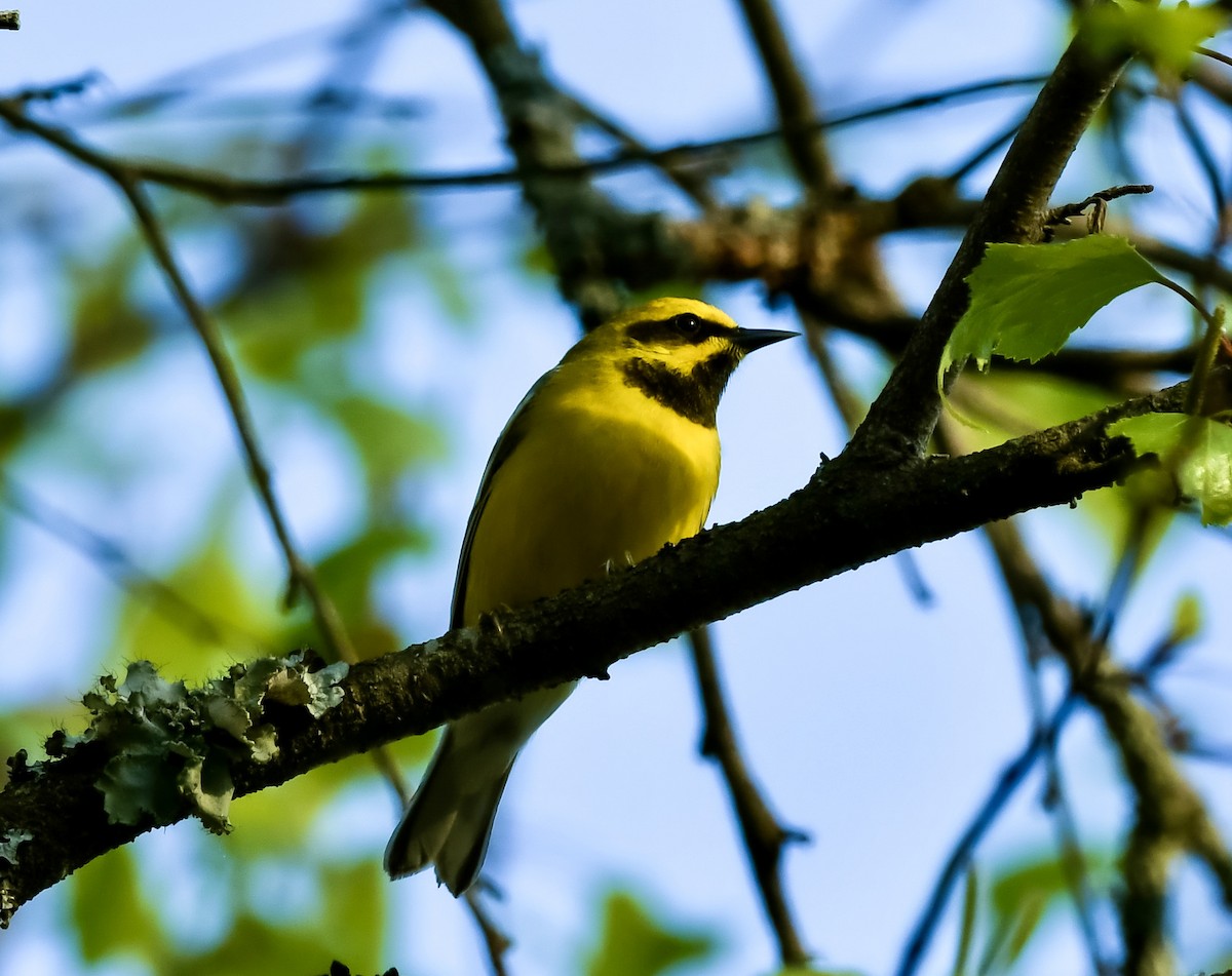 Lawrence's Warbler (hybrid) - ML618764696