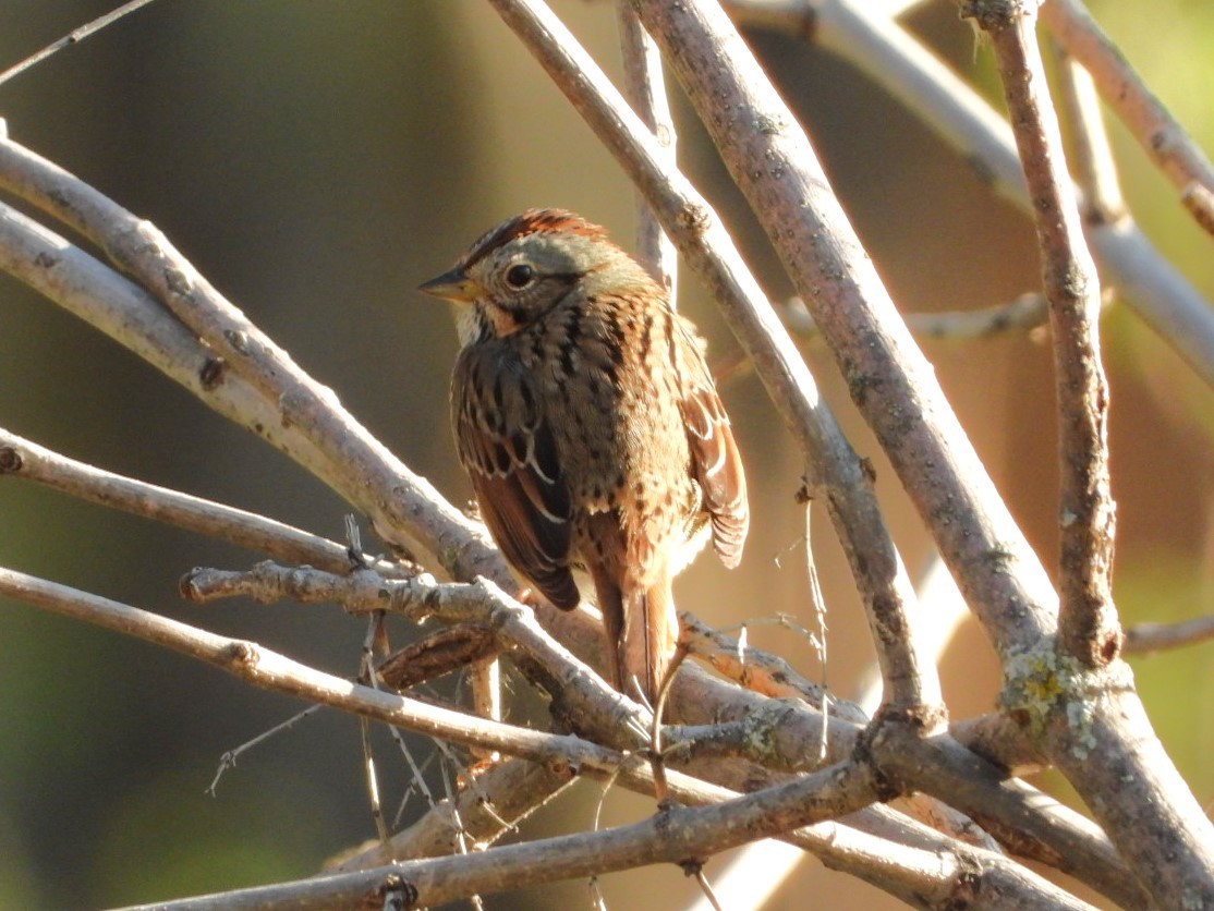 Lincoln's Sparrow - Luis "Beto" Matheus