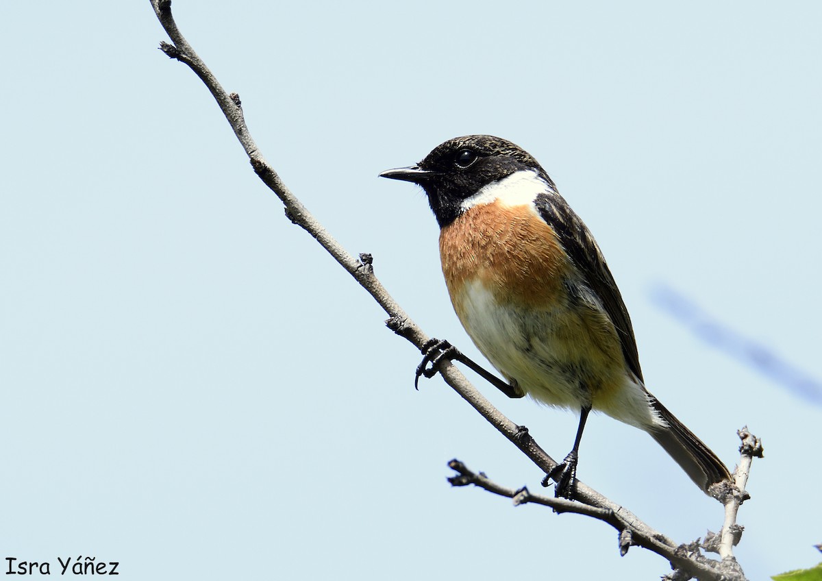 European Stonechat - ML618764732