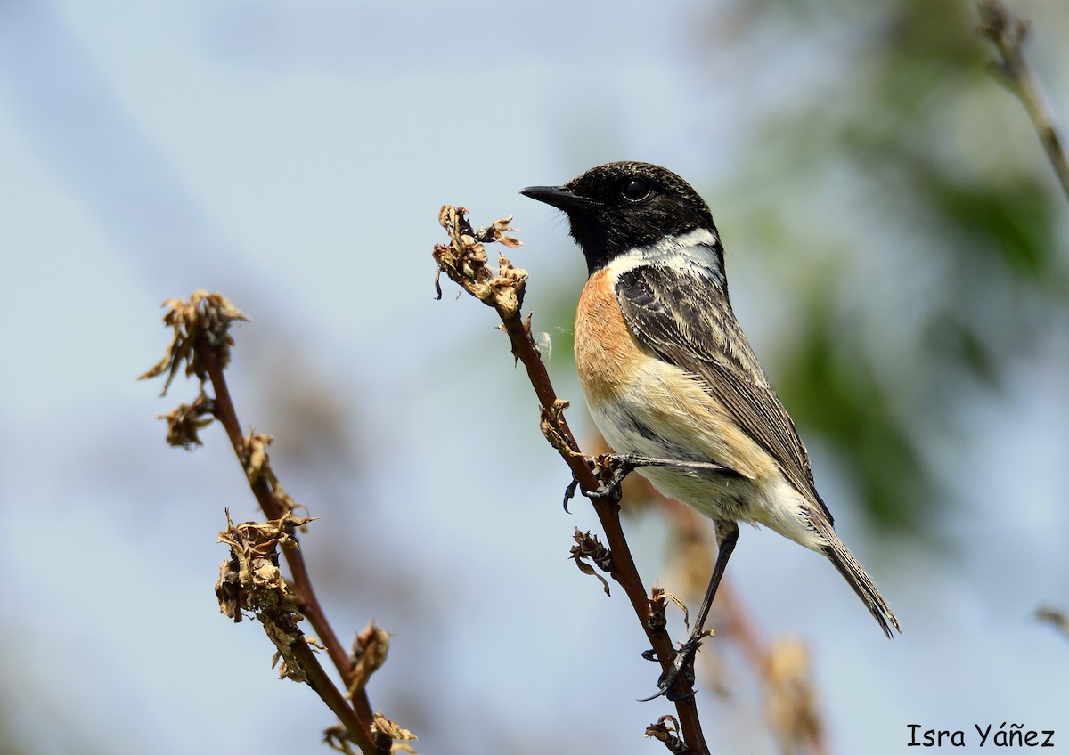 European Stonechat - ML618764733