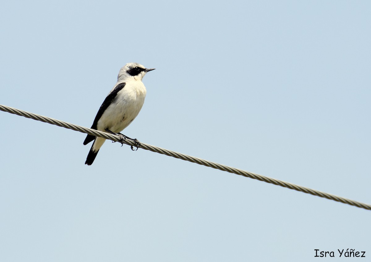 Northern Wheatear - ML618764737