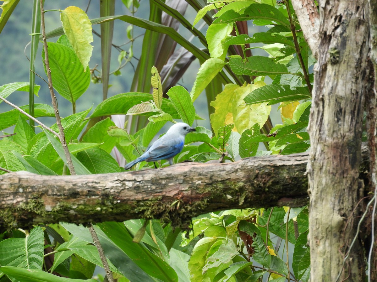 Blue-gray Tanager - Maria Vega Torres